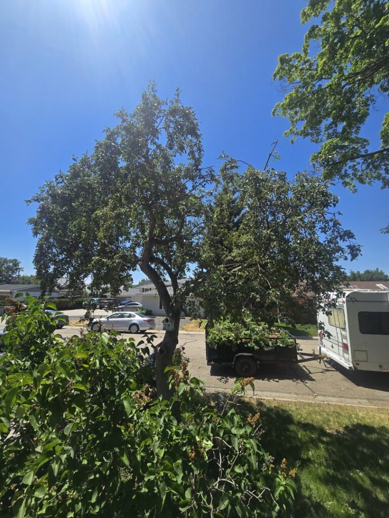 A utility trailer filled with tree branches and debris, ready for removal after tree service work by ALOHA TREE CARE in Meridian, ID.