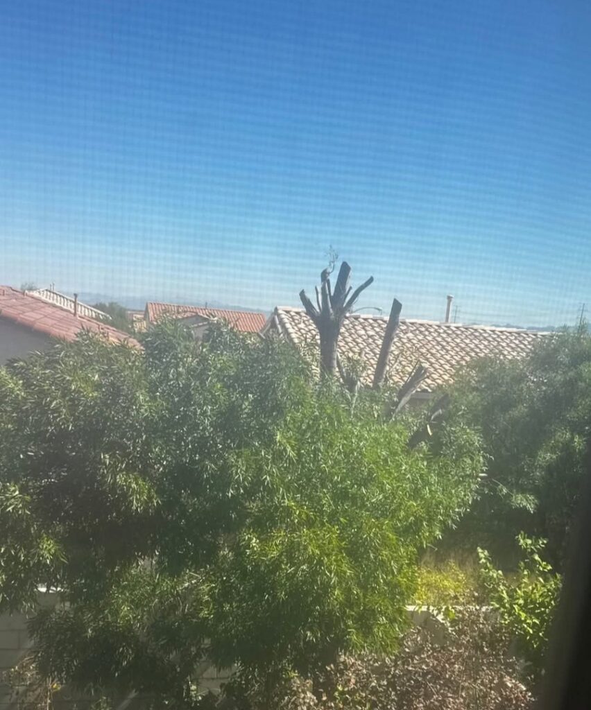 A tree after heavy pruning or removal, showing the results of professional tree service by Rocky's Tree Service in Las Vegas, NV.