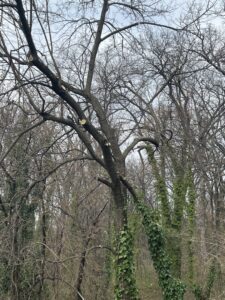 A tree after professional trimming service by Green Woods Sawmill & Tree service in Bowie, MD.