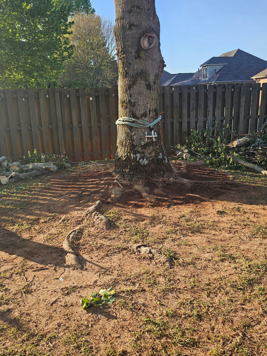 The base of a tree with cut branches and logs on the ground, indicating recent tree service work by Beavers Bite in Madison, AL.