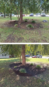 Before and after of tree base mulching and cleanup by Infinity Lawncare & Contracting LLC in Newport News, VA.