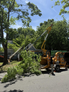 Kono Tree Care crew using a wood chipper to process tree branches during a removal service in Virginia Beach, VA.