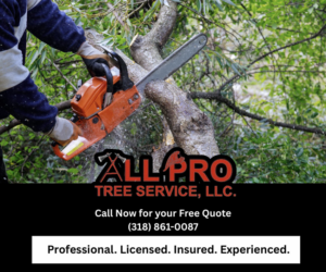 A professional cutting a tree branch with a chainsaw for All Pro Tree Service in State College, PA.