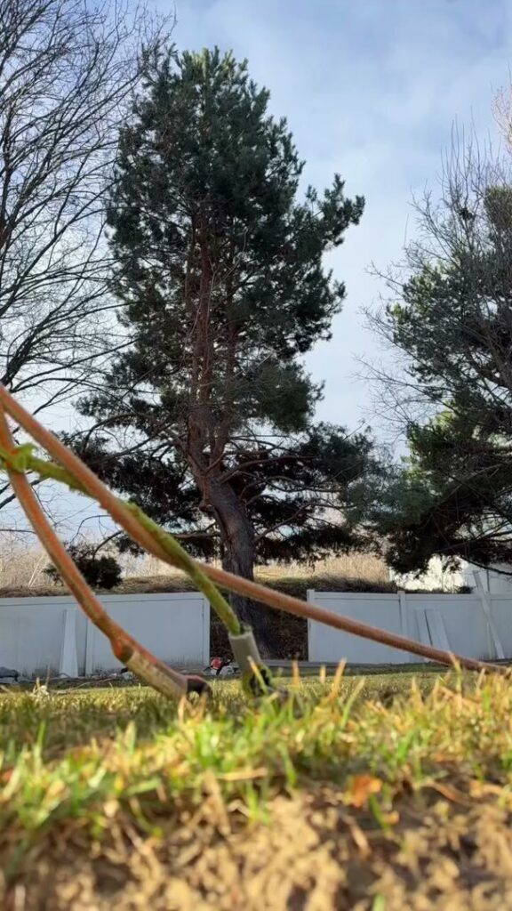 A large tree branch extending over a roof, with a worker on the roof, indicating tree service work by Hunter Tree Services in Nampa, ID.