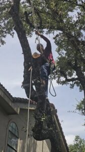 A tree service professional removing a large tree branch using ropes for Andrew's Tree & Landscaping Services in San Antonio, TX