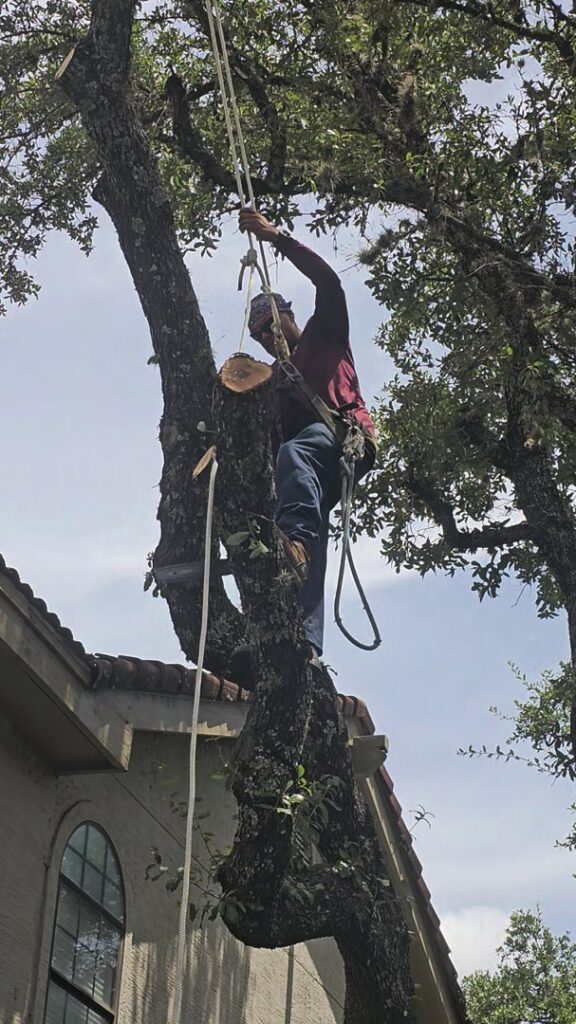 A tree service professional removing a large tree branch using ropes for Andrew's Tree & Landscaping Services in San Antonio, TX