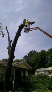 A worker in a bucket lift performing tree branch removal for Ike's Lawn & Tree Service in Zephyrhills, FL.