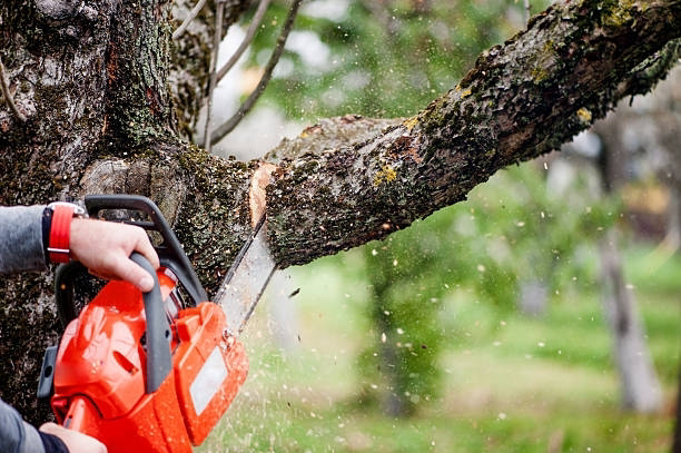 A tree service expert cutting a large branch with a chainsaw for Bishops Tree Service Inc. in Virginia Beach, VA.