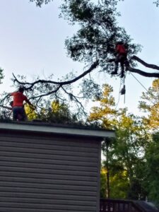 Jesse James Tree Rangers crew removing tree branches near a residential roof in Jacksonville, FL.