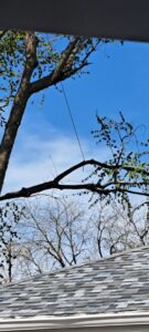 A tree branch with a rope attached, indicating preparation for tree removal or trimming by JN Services LLC in Des Moines, IA
