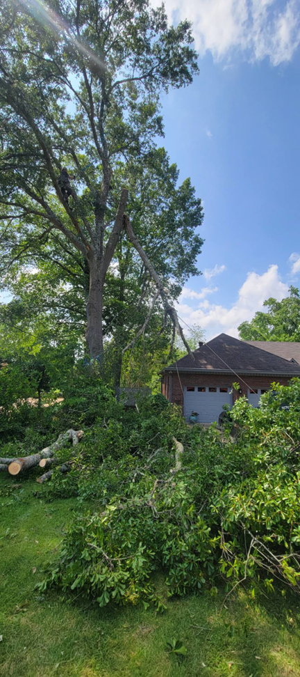 Large tree branches cut down and piled on the ground after tree removal by J & K Tree Service in Robbins, NC.
