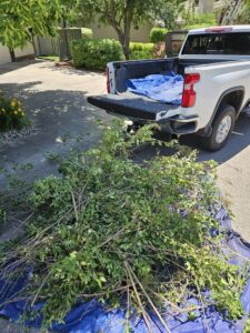 Freshly cut tree branches and brush piled on a blue tarp on a green lawn, awaiting removal by We R Trash Inc. in Loveland, CO
