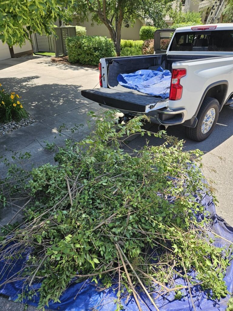 Freshly cut tree branches and brush piled on a blue tarp on a green lawn, awaiting removal by We R Trash Inc. in Loveland, CO