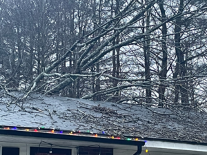 Tree branches covering a residential roof, showing the need for tree cleanup or removal by Black Fern Tree Service in South Portland, ME.