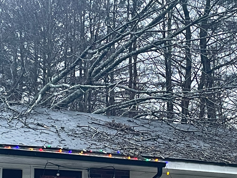 Tree branches covering a residential roof, showing the need for tree cleanup or removal by Black Fern Tree Service in South Portland, ME.