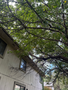 Tree branches heavily overhanging a residential house roof and windows, indicating a need for professional tree trimming from Hunters Lawn Care & Tree Service in St. Joseph, MO.