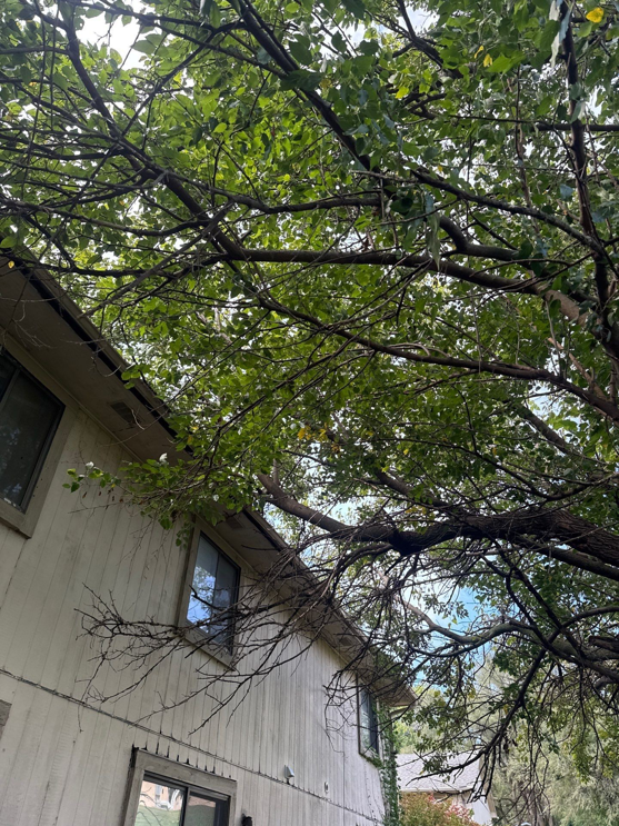 Tree branches heavily overhanging a residential house roof and windows, indicating a need for professional tree trimming from Hunters Lawn Care & Tree Service in St. Joseph, MO.