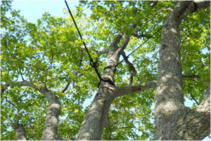 Professional tree cabling and bracing service to support tree limbs by Top Tree Service Newark in Newark, NJ.