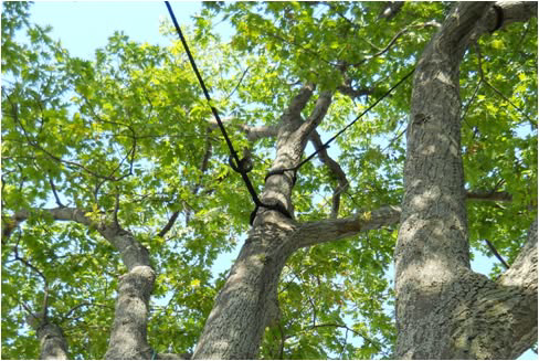 Professional tree cabling and bracing service to support tree limbs by Top Tree Service Newark in Newark, NJ.