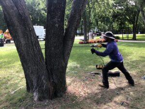 A tree service professional drilling into a tree trunk, possibly for cabling or treatment, by JG Tree Service in Philadelphia, PA.