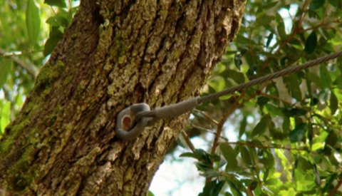 Close-up of a tree trunk with a cabling system installed for structural support by Good Hands Tree Service in Dallas, TX