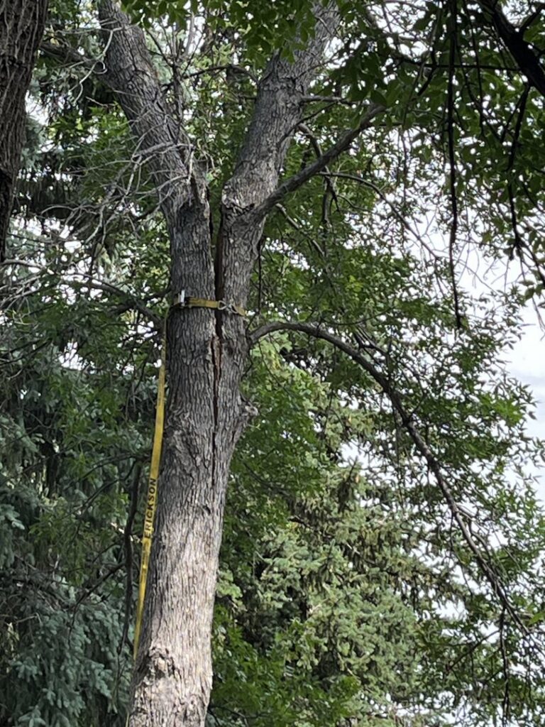 A tree with a yellow strap for cabling a split trunk, showing tree preservation by Dakota Tree Company in Aberdeen, SD
