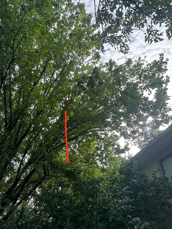 A dense tree canopy with a red line marking a specific branch for pruning or removal by Hunters Lawn Care & Tree Service in St. Joseph, MO.