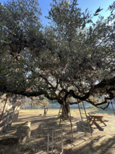 Multiple ladders and wooden supports around a large tree, showing tree care services by Manuel's Tree Service in San Antonio, TX