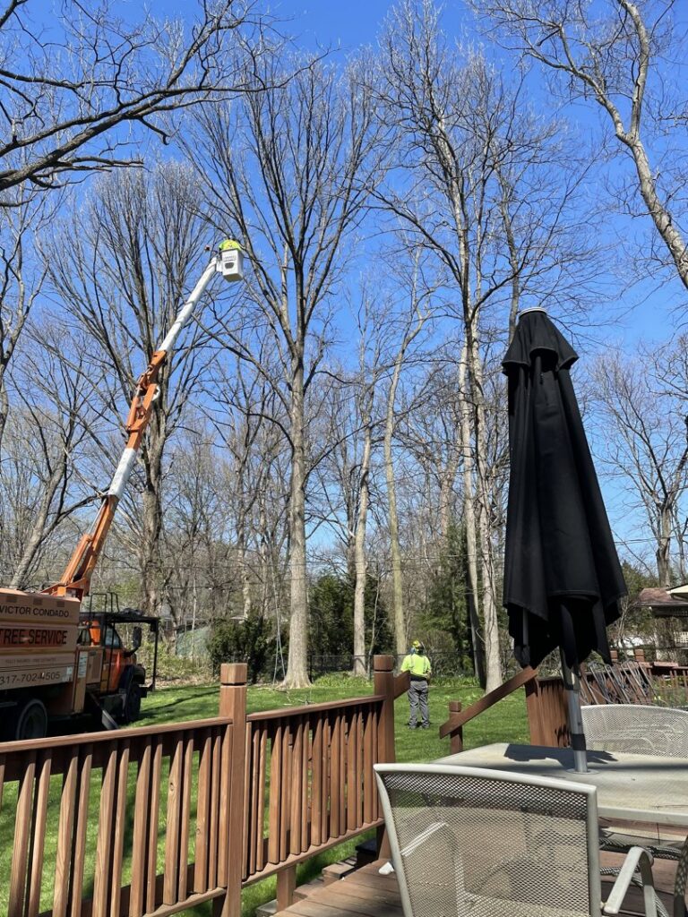 A tree care professional in a bucket lift working on a tall tree, demonstrating services by Condados Tree Service LLC in Indianapolis, IN.