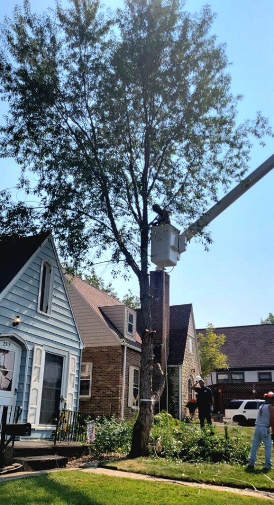 A Frank's Tree Service worker feeding branches into a wood chipper in Davenport, IA.