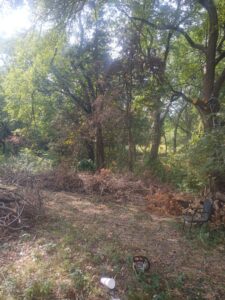 An area with cut branches and debris, with a chainsaw, indicating tree clearing by Mario's Stump Grinding and Tree Service LLC in Dallas, TX.