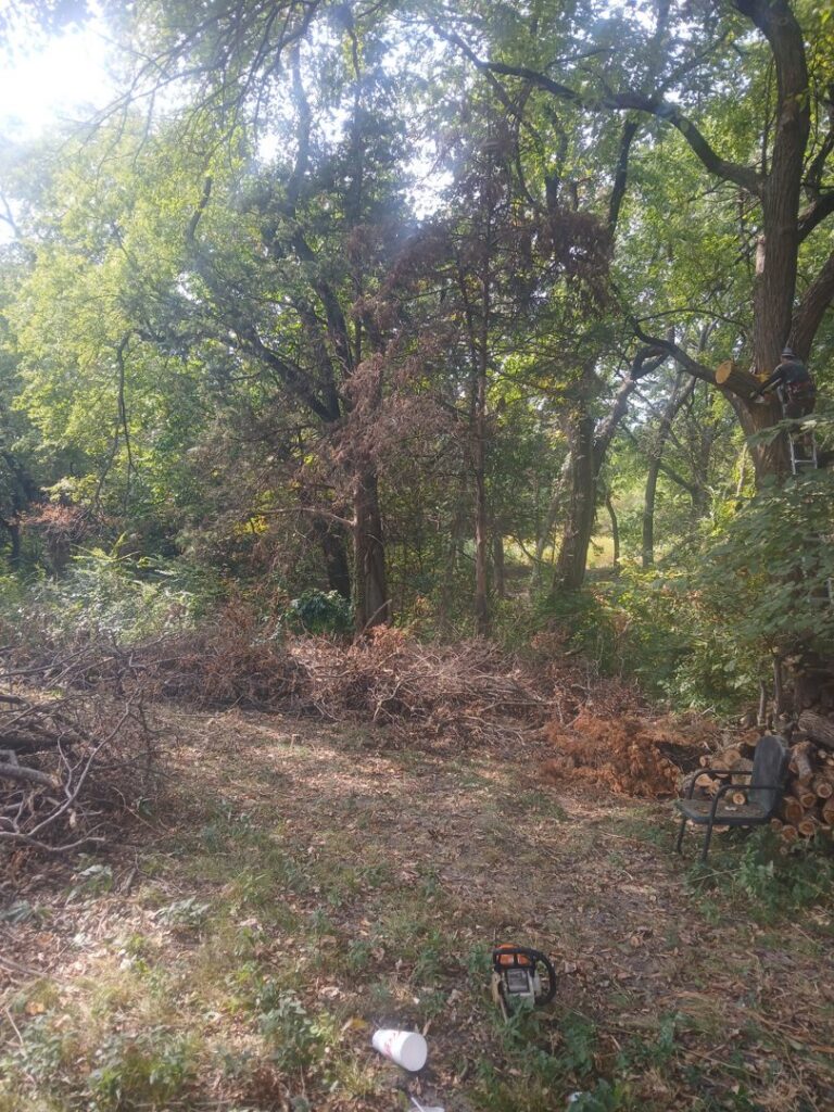 An area with cut branches and debris, with a chainsaw, indicating tree clearing by Mario's Stump Grinding and Tree Service LLC in Dallas, TX.