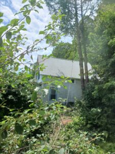 Tree clearing in progress near a house with ropes visible, performed by Lichen Trees in Brattleboro, VT.