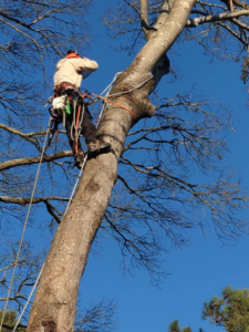 A tree climber adjusting safety ropes while performing tree service for Lambert's Tree Service in Fayetteville, NC.