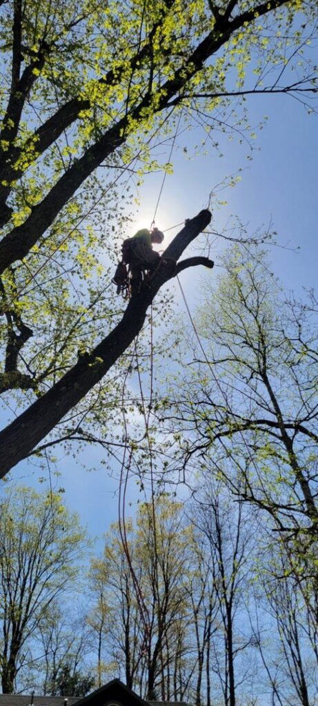 A tree climber, an arborist, at work high in a tree, silhouetted against the sun for Lichen Trees in Brattleboro, VT.