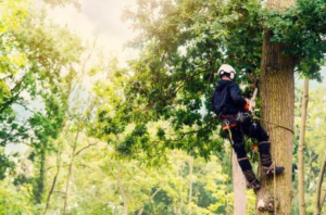 A professional tree climber arborist with a chainsaw working for Tree Removal Washington in Seattle, WA