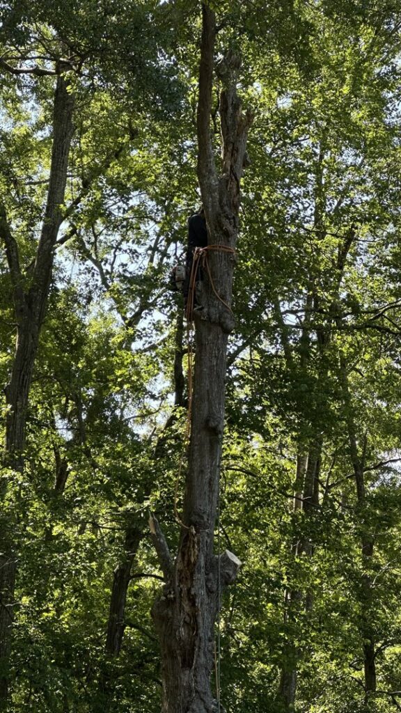 A skilled arborist from Morales Services climbing a tall tree, secured with ropes, in Greenville, SC.