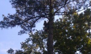 A professional tree climber, an arborist, working high in a pine tree, performing tree services for Log and Leaf Tree Service in Hoover, AL.