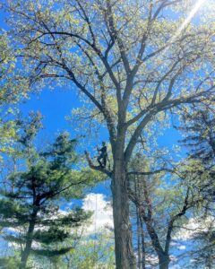 A professional tree climber arborist safely secured with ropes, performing tree pruning services high in a leafy tree for Lake Forest Tree Service LLC in Milwaukee, WI.