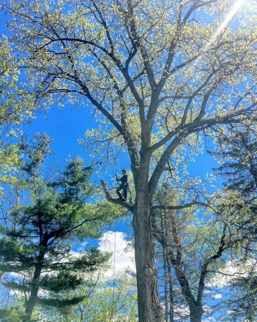 A professional tree climber arborist safely secured with ropes, performing tree pruning services high in a leafy tree for Lake Forest Tree Service LLC in Milwaukee, WI.
