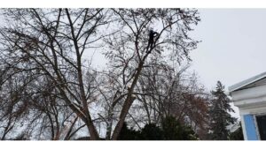 A skilled arborist climbing and pruning a large tree in winter for D&R Tree Service in Lewiston, ID.