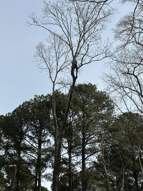 A tree climber arborist removing branches from a tall tree by BG Tree Service, LLC in Cary, NC.