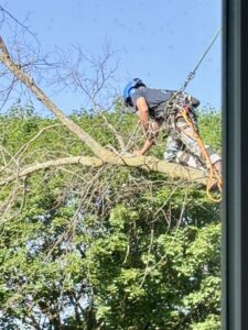 A skilled tree climber arborist in a harness removing branches from a tall tree for SKV Tree Service in Morris, IL.