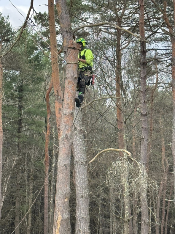 A professional tree climber secured with ropes and safety gear performing tree work for A-Town Cut Down Tree Services LLC in Youngstown, OH.