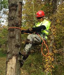 A tree climber arborist in full safety gear working on a tree for Top Tree Service Company in Decatur, GA.