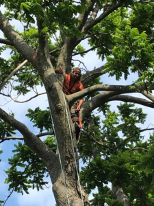 An arborist climbing a large tree, preparing for tree service work by Sharp Tooth Tree Service in Dewey, AZ.