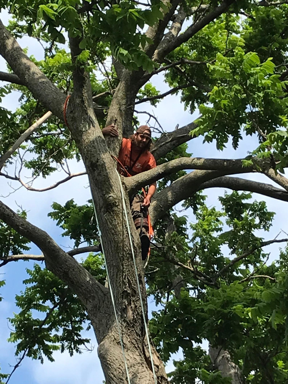 An arborist climbing a large tree, preparing for tree service work by Sharp Tooth Tree Service in Dewey, AZ.