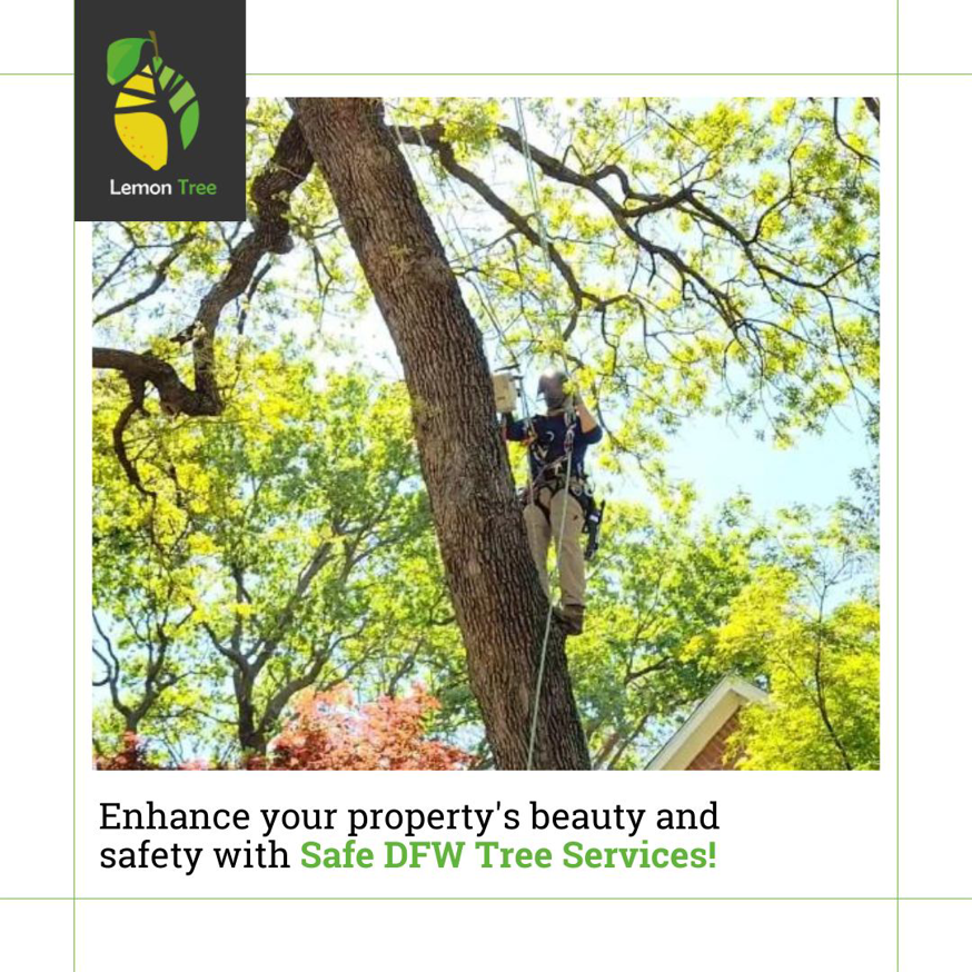 A tree climber arborist from Lemon Tree Service safely ascending a large tree with ropes in Irving, TX.