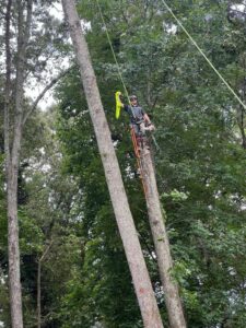 A professional tree climber performing arborist work for Elegant Tree Service in Atlanta, GA.