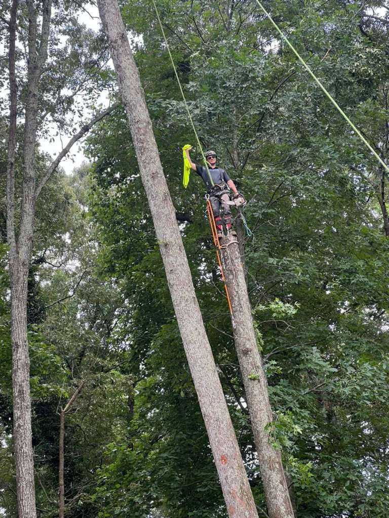 A professional tree climber performing arborist work for Elegant Tree Service in Atlanta, GA.